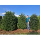 Taxus-brede-struiken.jpg