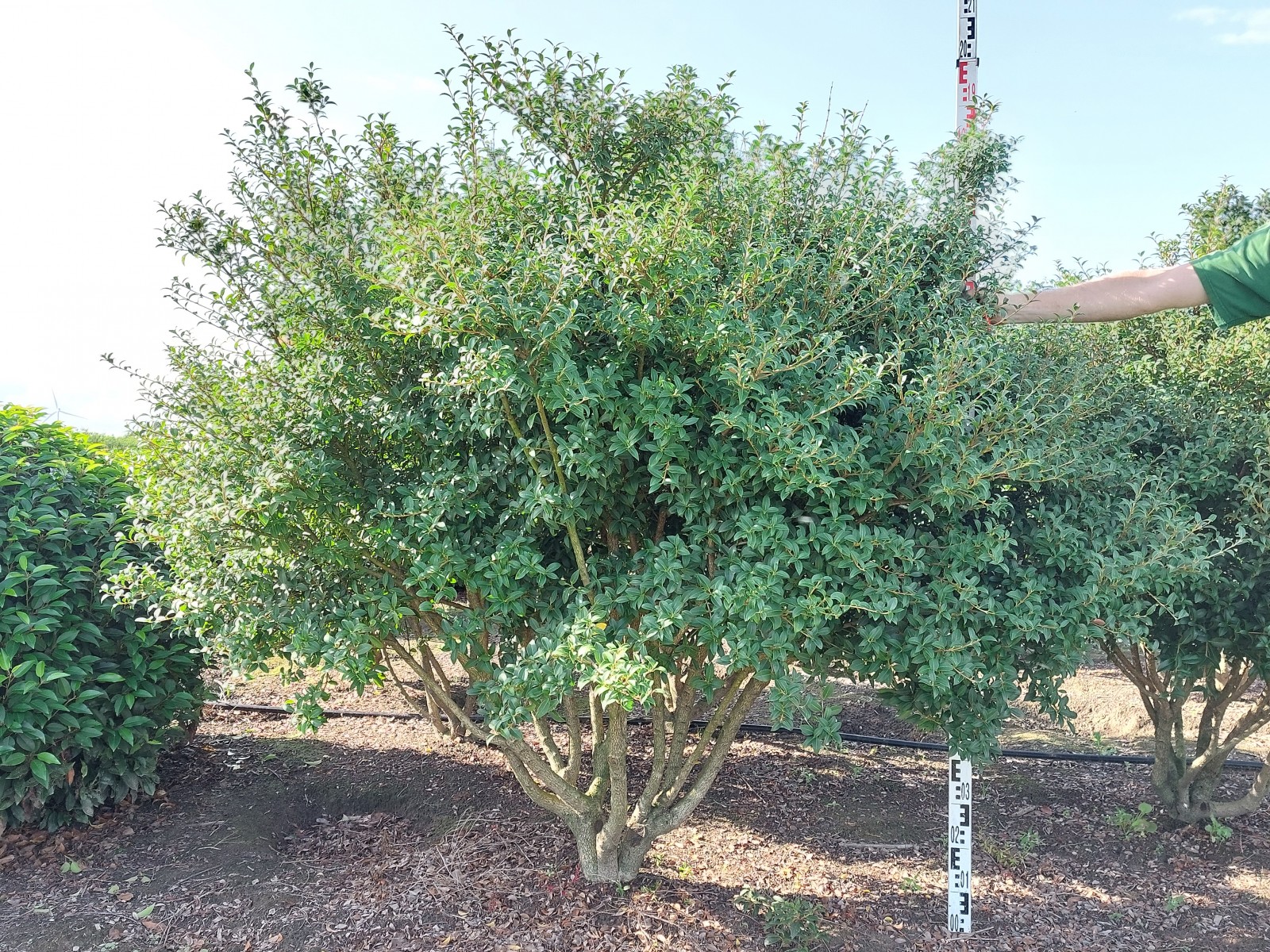 Buxus Rotundifolia